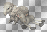 Cora sheep