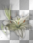 white flowers