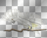 Parrot