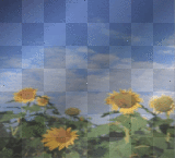 SUNFLOWER FIELD BACKGROUND