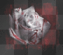 White Rose with blood