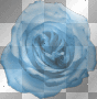 Blue Rose