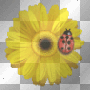 coccinelle -c