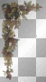 AJESIEN  AUTUMN FALL TRANSPARENT 