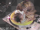 record cat