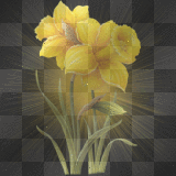 ☺©Shining Daffodils®☺