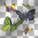 farfalle colorate