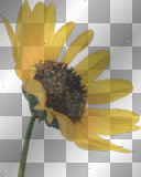 ☺©Sunflower®☺