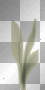 fiore