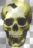 hUMAN sKULL