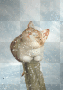 Snow Cat ♥ - by Nina Snow Cat ♥ - by Nina