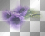 purple flower
