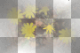 Autumn BG transparent