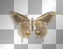 butterfly butterfly