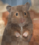 lustiger hamster lustiger hamster