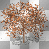 arbre