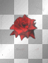 rose red 