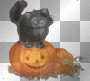 KITTEN PUMPKIN KITTEN PUMPKIN