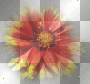 autumn flower