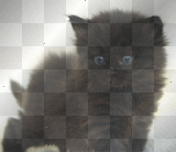 petit chaton