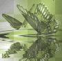 green butterfly