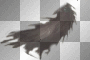 mejserr crow