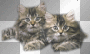 ☺©2 Cute Kittens®☺