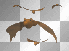 BAT! CHAUVE SOURIS ANIMATION BG NOIR!