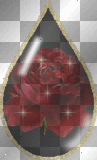 Tear Drop Rose