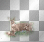 Deers
