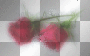 rose rose