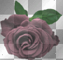 purple rose