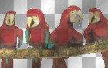 ☺©Parrots®☺