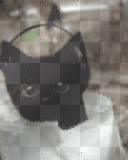 music cat music cat