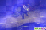 Pepito gif