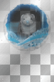 Gif furets