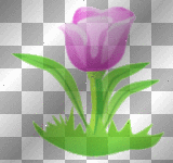Tp - Purple Tulip Flower