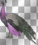 peacock peacock
