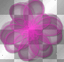 transparent flower  / scrapworld