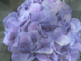 Hydrangea