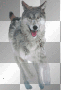 running wolf