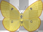 yellow butterfly
