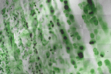 green white black background