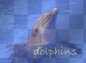Dolphins! Dolphins!
