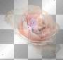 ld
