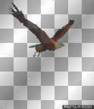 eagle