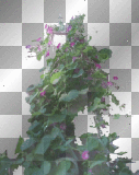 morning glories +myates