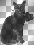 cat with rose cat with rose