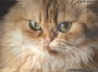 MELBA CAT