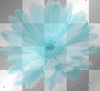 flor-flower